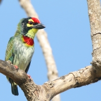 Pstrogłów żółtogardły - Psilopogon haemacephalus - Coppersmith Barbet