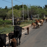 Drogi służą nie tylko pojazdom.
