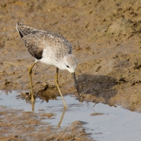 Brodziec pławny -Tringa stagnatilis - Marsh Sandpiper