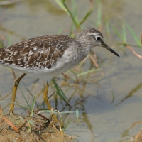 Łęczak - Tringa glareola - Wood Sandpiper
