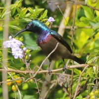 Nektarnik długodzioby - Cinnyris lotenius - Long-billed Sunbird
