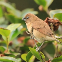 Mniszka muszkatowa - Lonchura punctulata - Scaly-breasted Munia