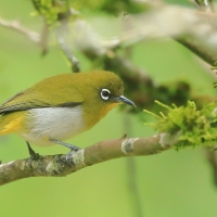 Szlarnik cejloński - Zosterops ceylonensis - Sri Lanka White-eye