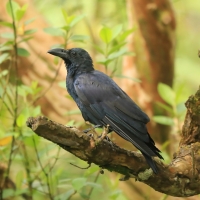 Wrona wielkodzioba - Corvus macrorhynchos - Large-billed Crow