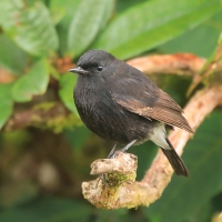 Kląskawka czarna - Saxicola caprata - Pied Bush Chat
