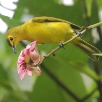 Szczeciak złotolicy - Acritillas indica - Yellow-browed Bulbul