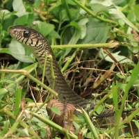 Indian rat snake,