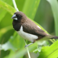 Mniszka białorzytna - Lonchura striata - White-rumped Munia