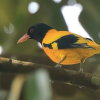 Wilga złotogrzbieta - Oriolus xanthornus - Black-hooded Oriole