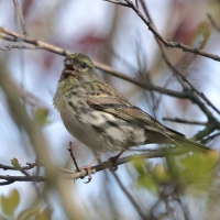Kulczyk zwyczajny - Serinus serinus - European Serin