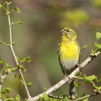 Kulczyk zwyczajny - Serinus serinus - European Serin