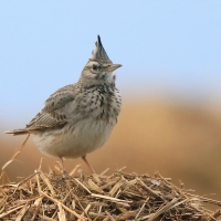 Dzierlatka - Galerida cristata - Crested Lark