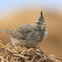 Dzierlatka - Galerida cristata - Crested Lark