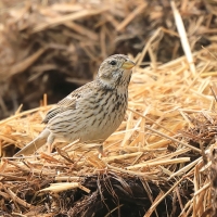 Potrzeszcz - Emberiza calandra - Corn Bunting