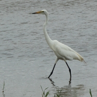 Czapla biała - Ardea alba - Western Great Egret