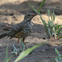 Drozd ogorzały - Turdus olivaceus - Olive Thrush