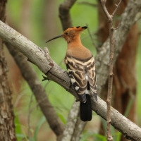 Dudek rdzawy - Upupa epops africana - African Hoopoe