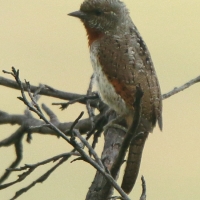 Krętogłów afrykański - Jynx ruficollis - Red-throated Wryneck