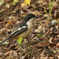 Dzierzyk rdzawobrzuchy - Laniarius ferrugineus - Southern Boubou