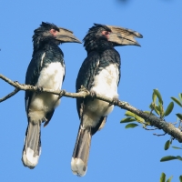 Dzioborożec trąbiący - Bycanistes bucinator - Trumpeter Hornbill