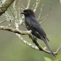 Dziwogon żałobny - Dicrurus adsimilis - Fork-tailed Drongo