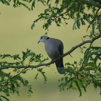 Synogarlica popielata - Streptopelia capicola - Ring-necked Dove