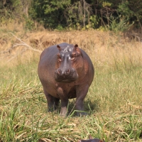 Hipopotam - Hippopotamus amphibius - Common hippopotamus