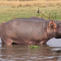 Hipopotam - Hippopotamus amphibius - Common hippopotamus