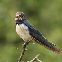 Dymówka - Hirundo rustica - Barn Swallow
