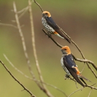 Jaskółka abisyńska - Cecropis abyssinica - Lesser Striped Swallow