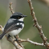Krępnik czarnopierśny - Batis molitor - Chinspot Batis