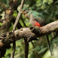 Afrotrogon zielony - Apaloderma narina - Narina Trogon