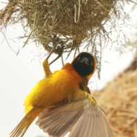 Wikłacz maskowy - Malimbus velatus - Southern Masked Weaver