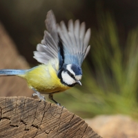 Modraszka kanaryjska - Cyanistes teneriffae - Canary Islands Tit