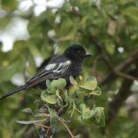 Sikora czarna - Melaniparus niger - Southern Black Tit