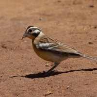Trznadel złotobrzuchy - Fringillaria flaviventris - Golden-breasted Bunting