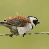 Wróbel czarnogłowy - Passer melanurus - Cape Sparrow