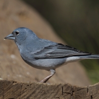 Zięba modra - Fringilla teydea - Tenerife Blue Chaffinch