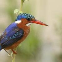 Zimorodek malachitowy - Corythornis cristatus - 	African Malachite Kingfisher