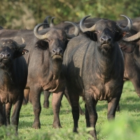 Bawół afrykański - Syncerus caffer - African buffalo