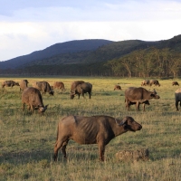 Bawół afrykański - Syncerus caffer - African buffalo