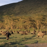 Bawół afrykański - Syncerus caffer - African buffalo