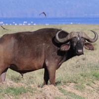 Bawół afrykański - Syncerus caffer - African buffalo
