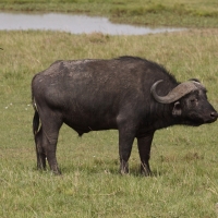 Bawół afrykański - Syncerus caffer - African buffalo