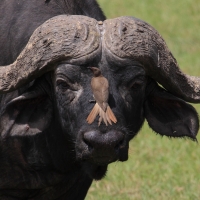 Bawół afrykański - Syncerus caffer - African buffalo