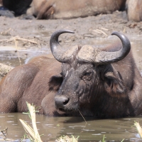 Bawół afrykański - Syncerus caffer - African buffalo