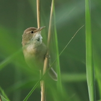 Zaroślówka - Acrocephalus dumetorum - Blyth's Reed-Warbler