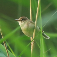 Zaroślówka - Acrocephalus dumetorum - Blyth's Reed-Warbler