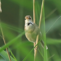 Zaroślówka - Acrocephalus dumetorum - Blyth's Reed-Warbler