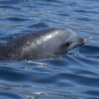 Delfin u wybrzeży Teneryfy.
